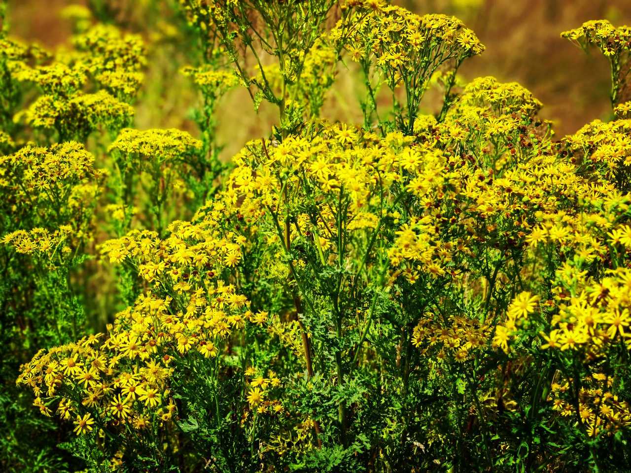 Close-up of bright yellow ragwort flowers in a meadow