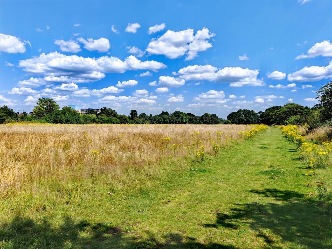 A mown grass path running between long meadow grass towards trees