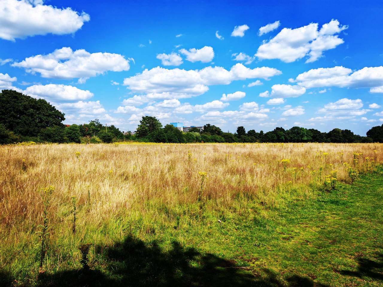 A wide meadow of tall summer grass under a blue sky with white clouds